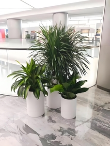 惊艳！宁波鄞州花木租摆设计的魅力所在