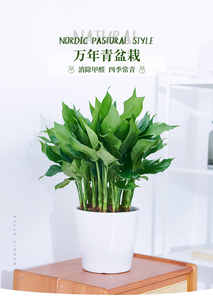 杭州湾盆景出租方案，让绿植焕发生机！