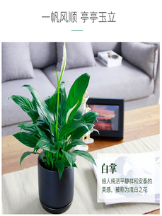 超惊喜！宁波盆景出租价格实惠等你来享！